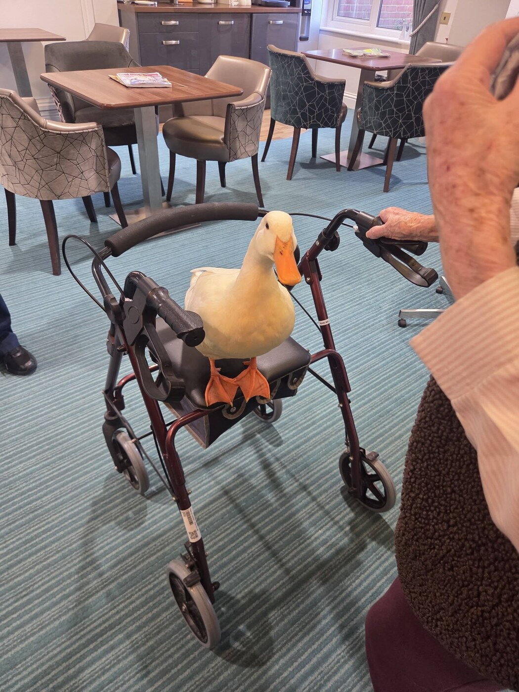 Goldie the duck perched on a care-home resident's walking frame in a lounge