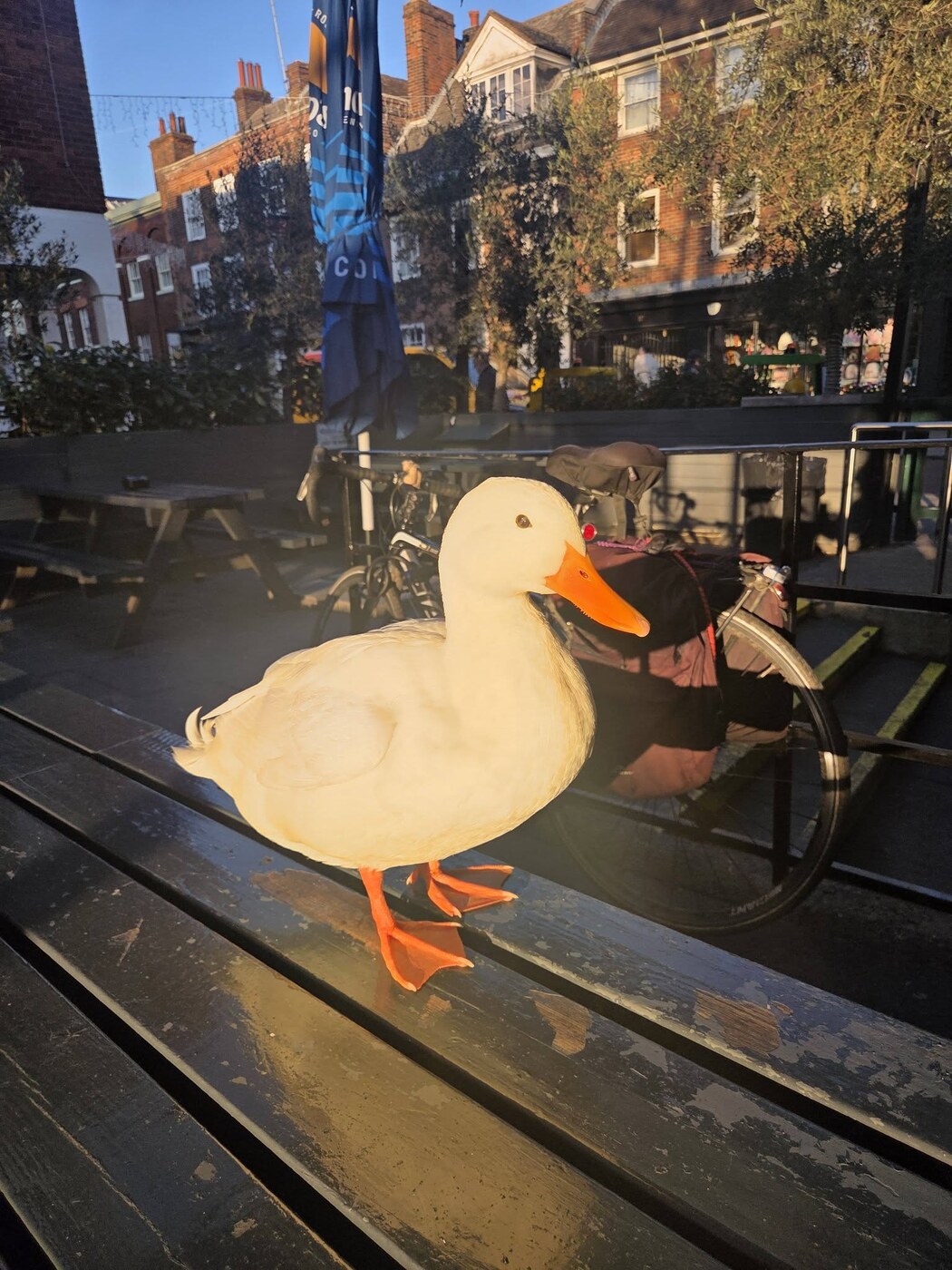 Goldie the white duck standing on a sunlit pub bench in golden hour light