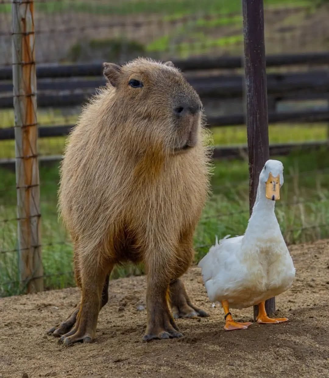 A calm capybara stood next to a friendly duck — quiet, easy company